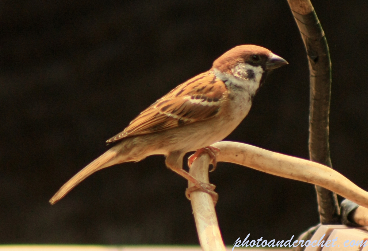 Brown Flycatcher - Image