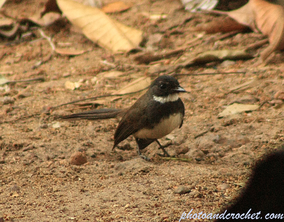 Black and white Flycatcher  - Image