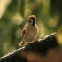 Brown Flycatcher - Image