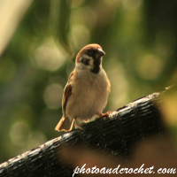 อัลบั้มสัตว์