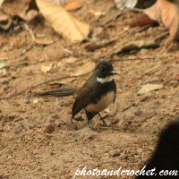 Black and white Flycatcher  - Image