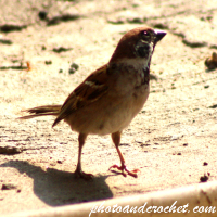 Papamoscas pardo – Alerta