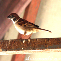 Brown Flycatcher - Pretty