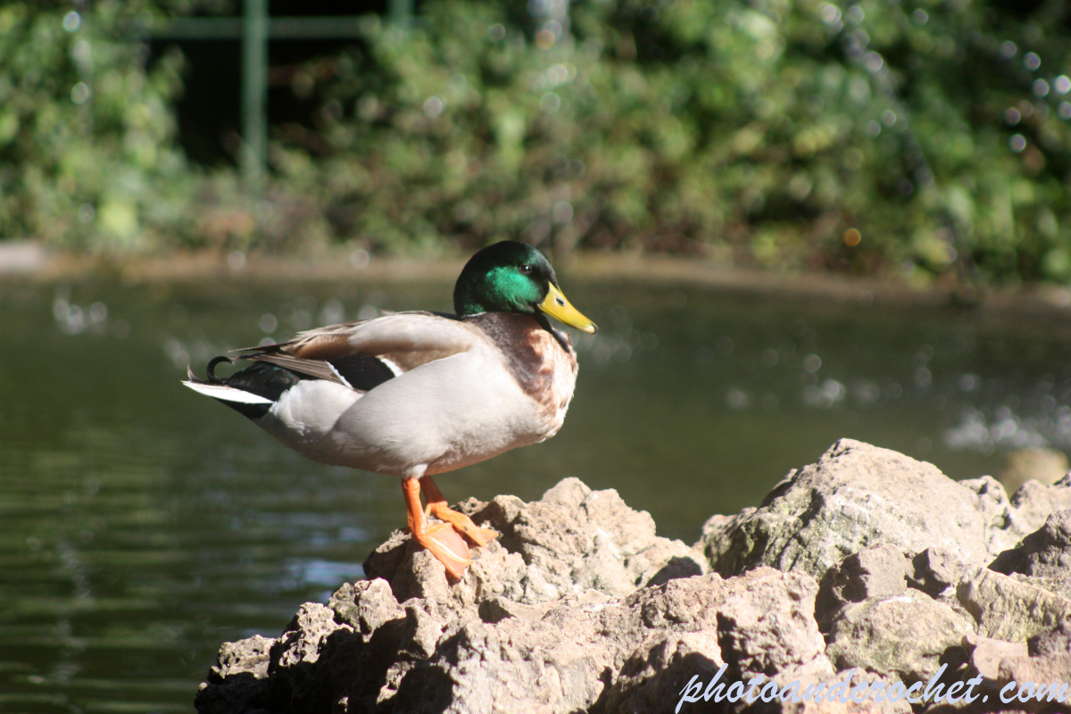 Duck - Image