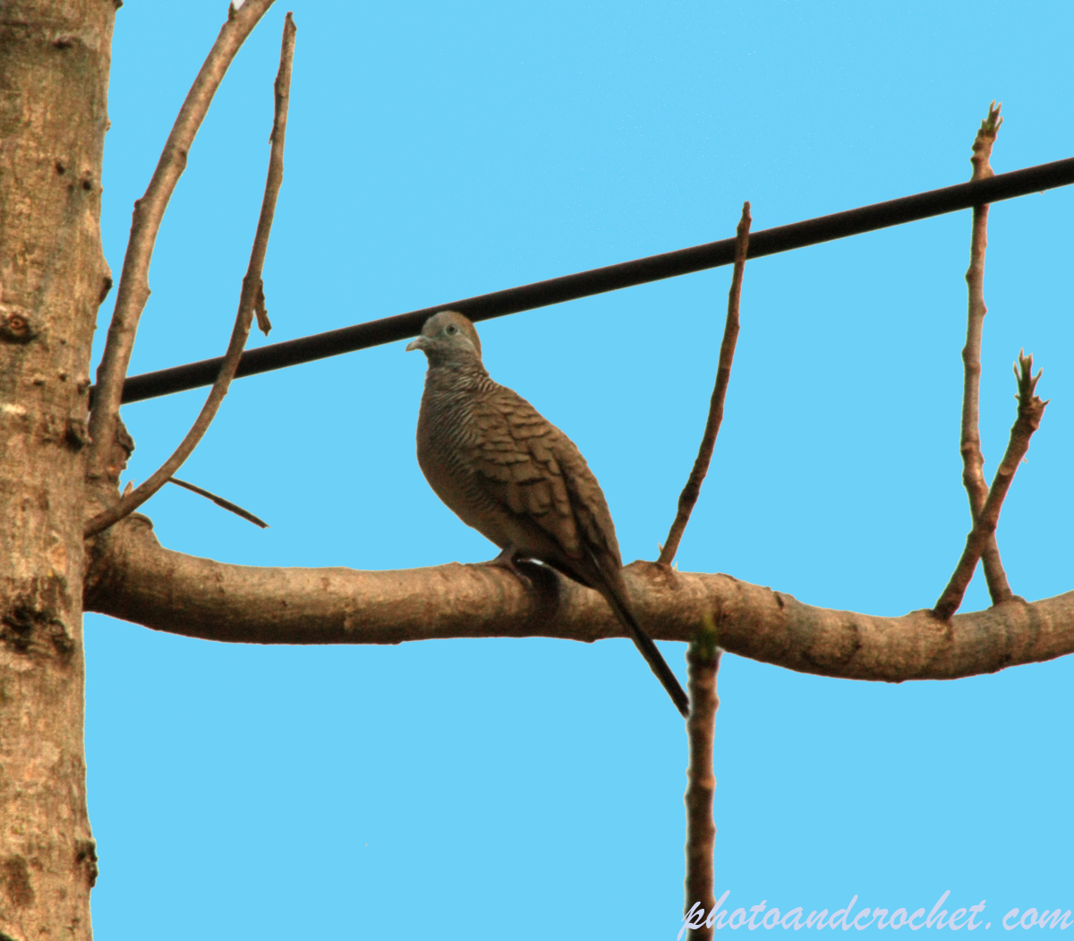 Peaceful Dove - Image