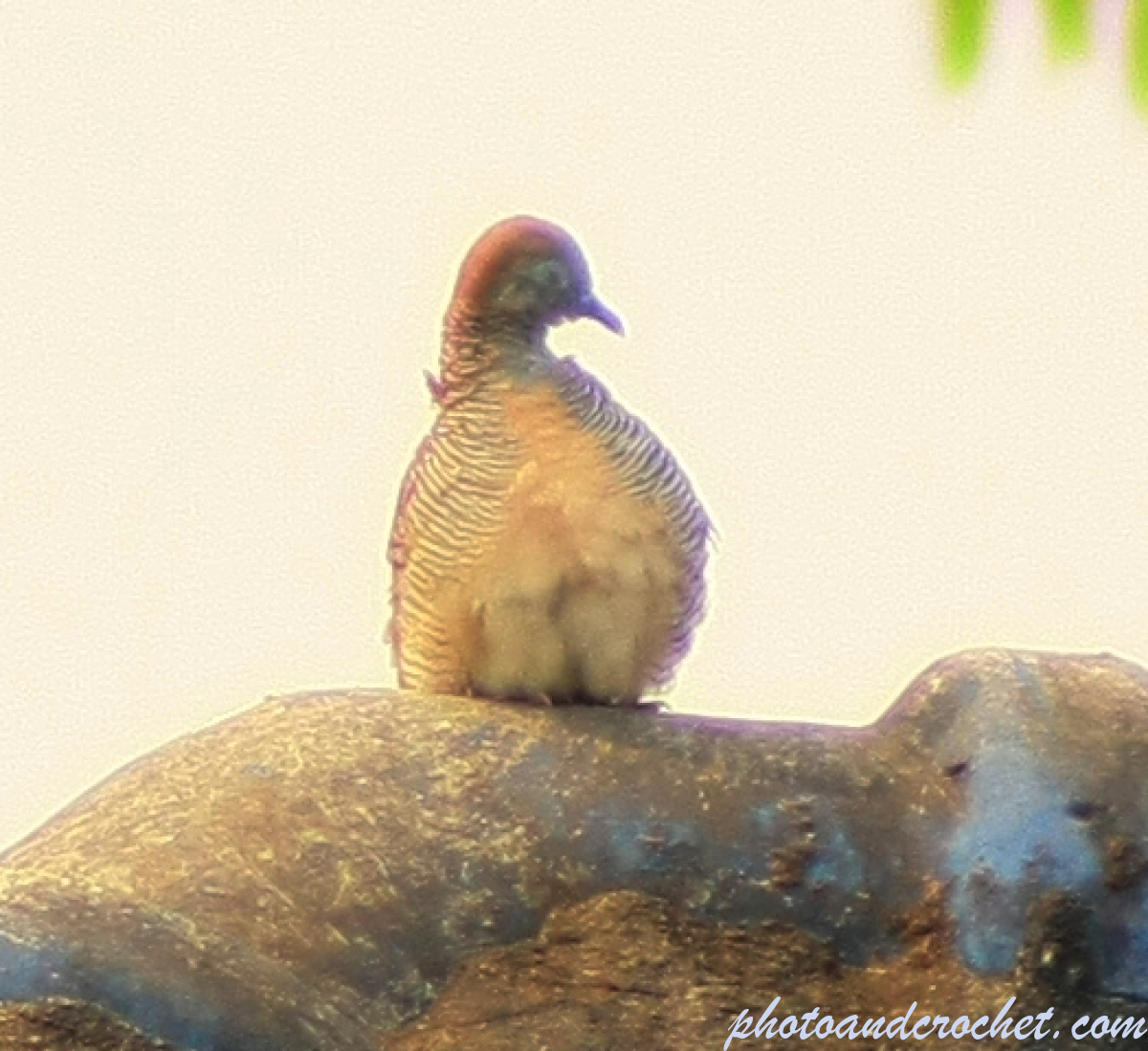 Peaceful Dove - Image