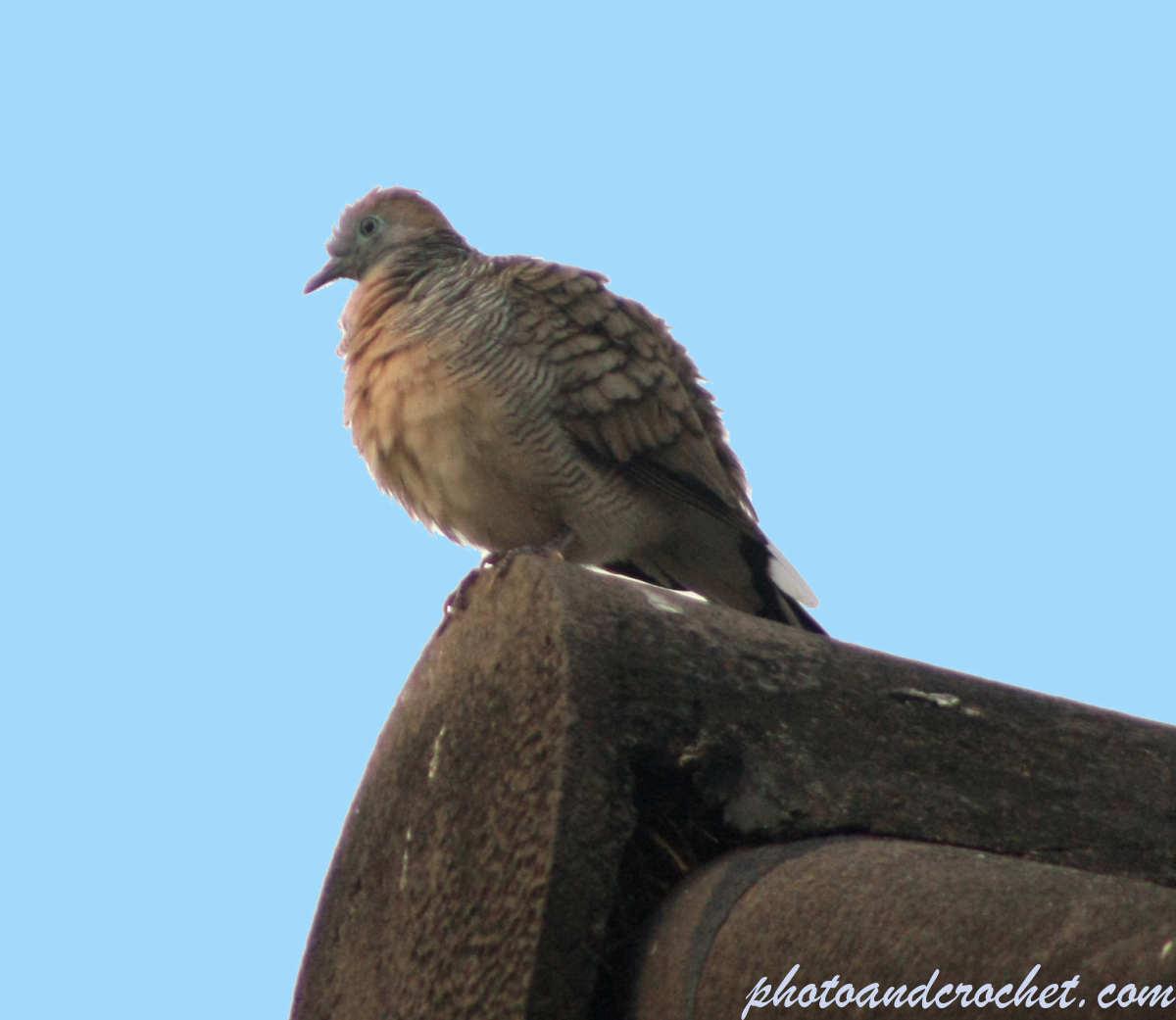 Peaceful Dove - Image