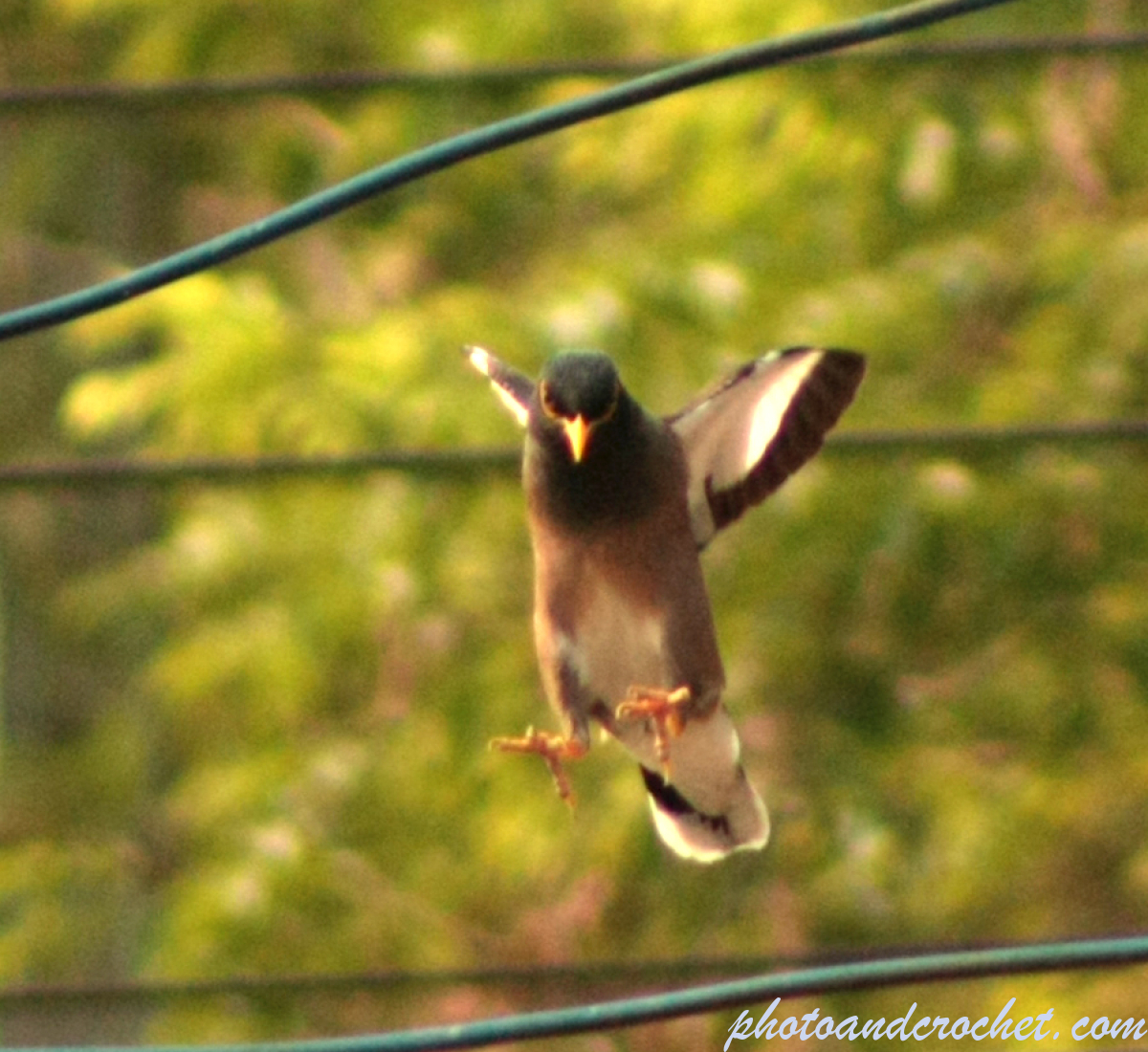 Common Myna - Image