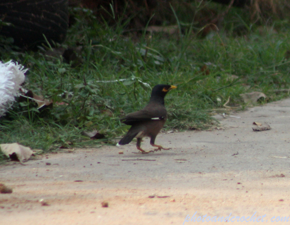 Common Myna - Image
