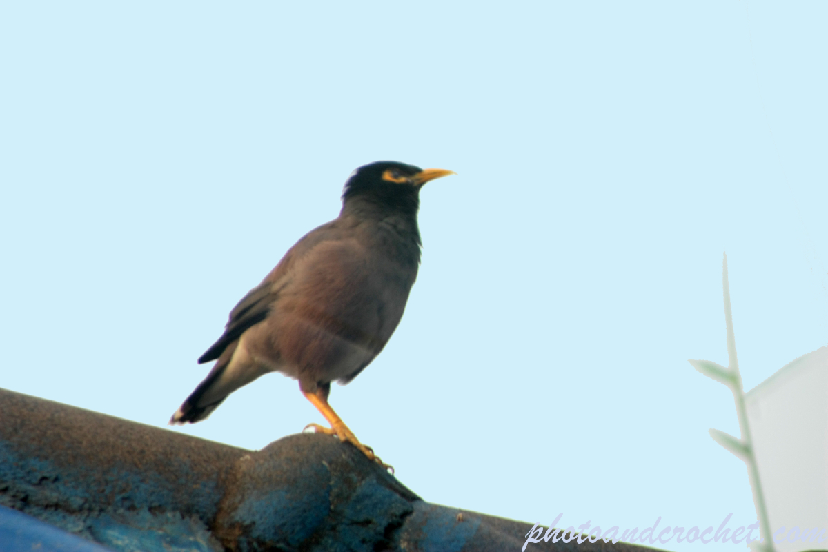 Common Myna - Image