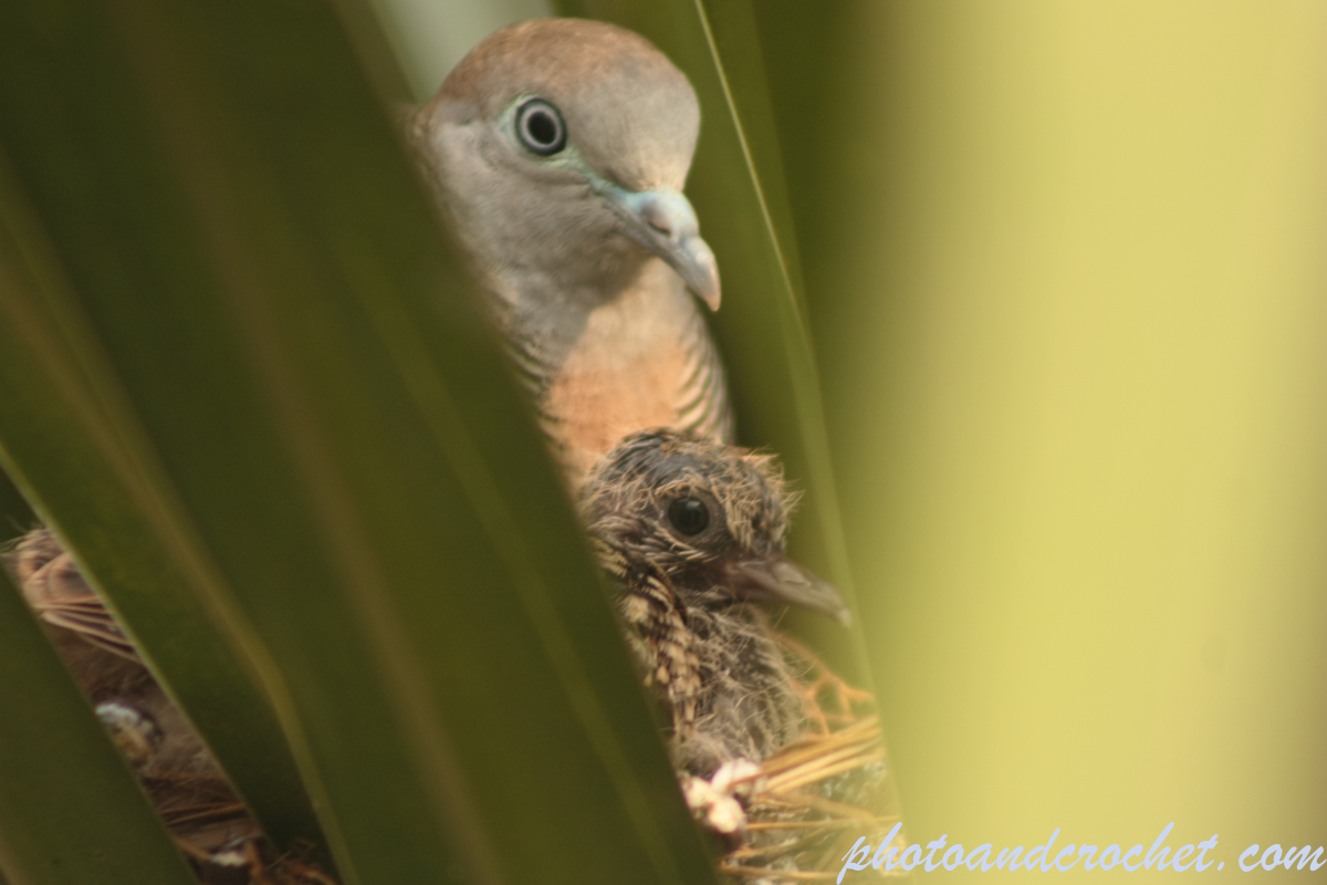 Peaceful Dove - Image