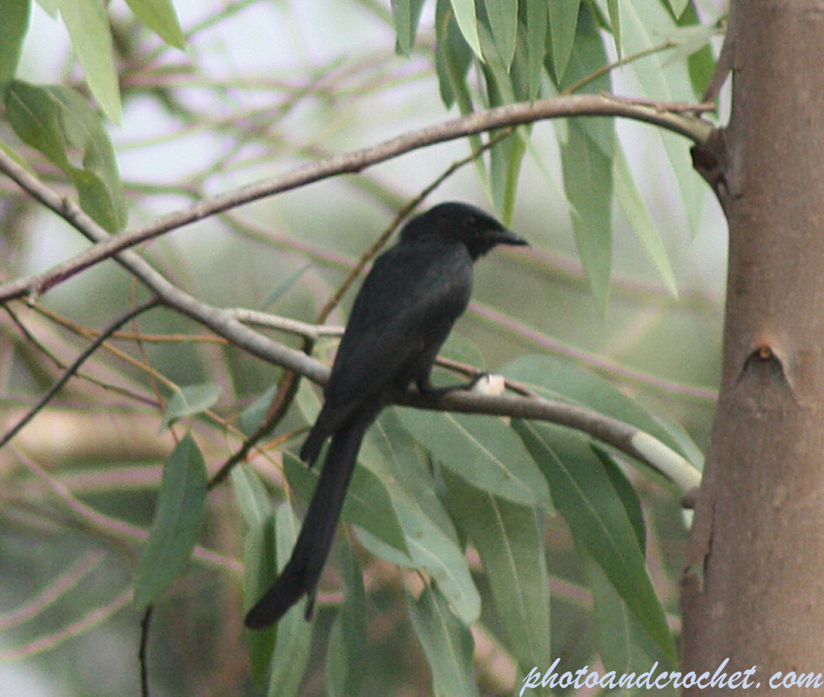Great-tailed grackle - Resting