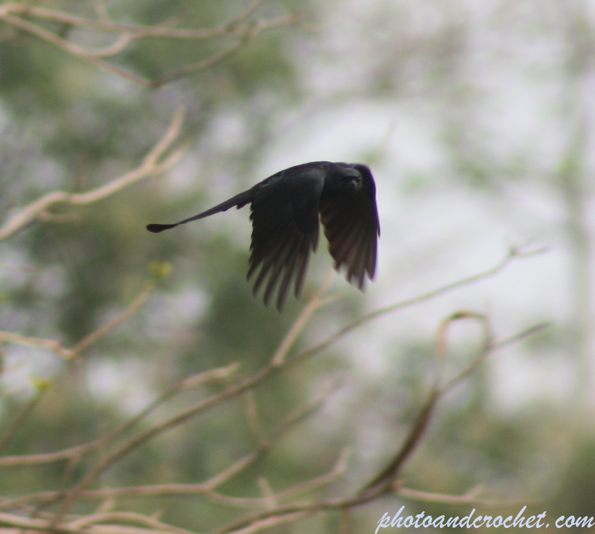 Great-tailed grackle - Image