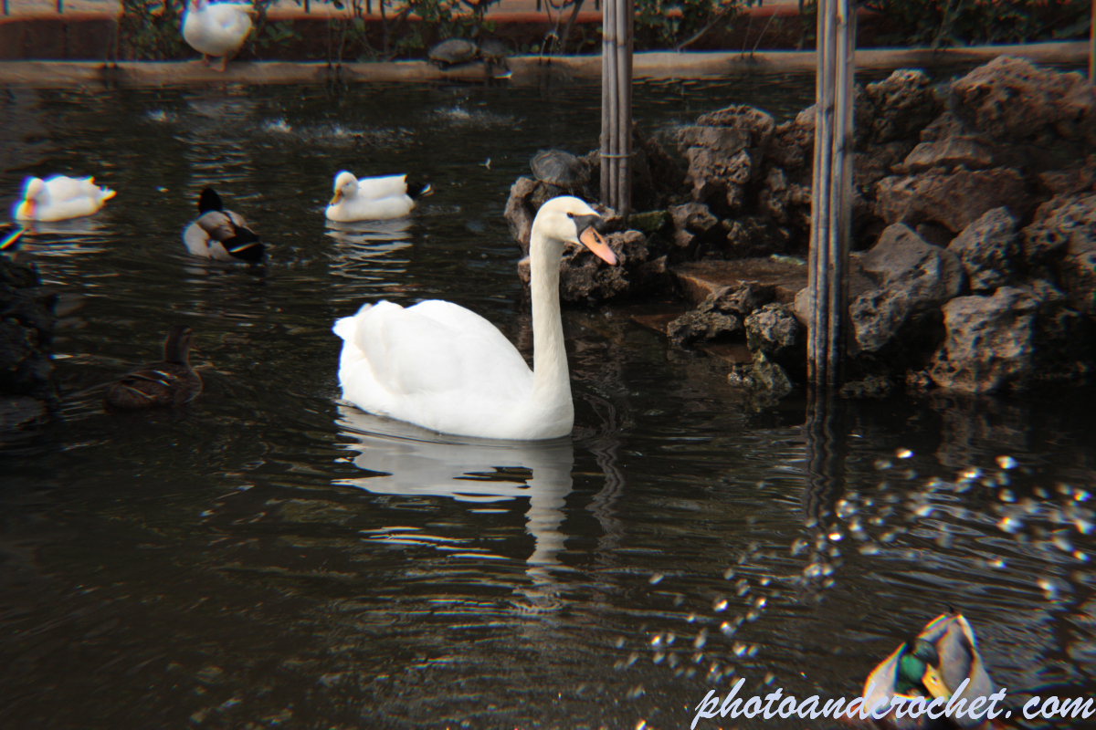 Swan - Perfect white