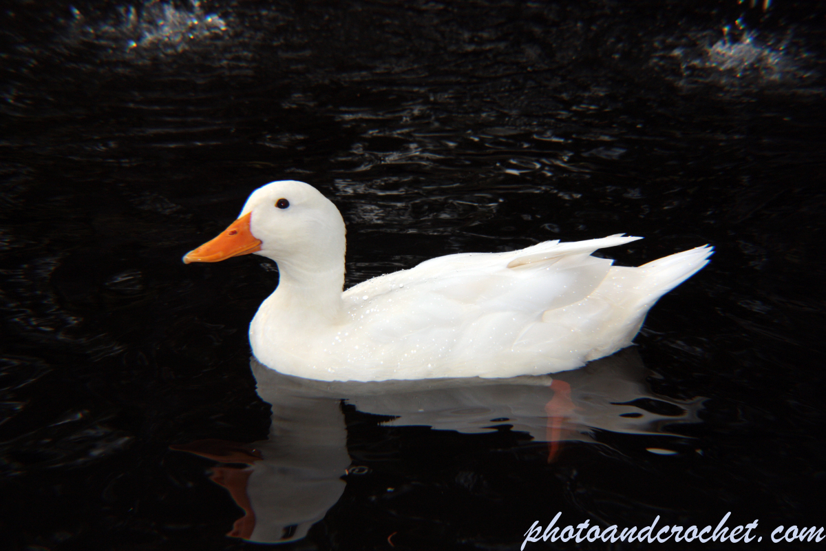 Duck - Image