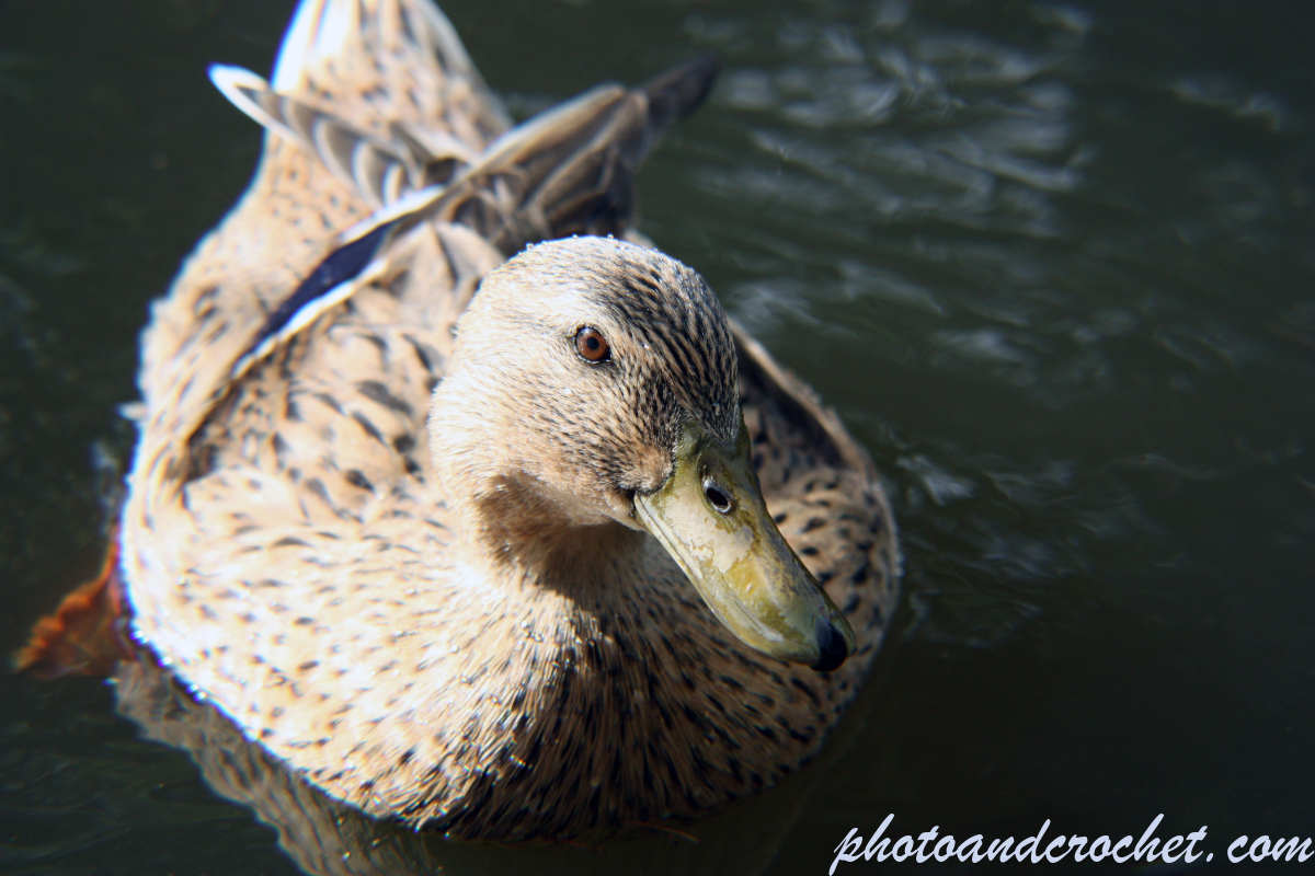Duck - Image
