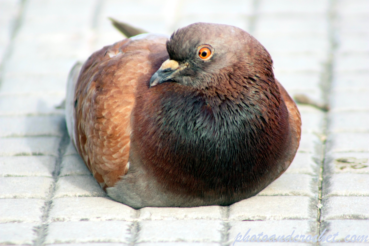 Pigeon - Image