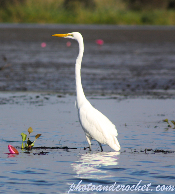 Great Egret - Image