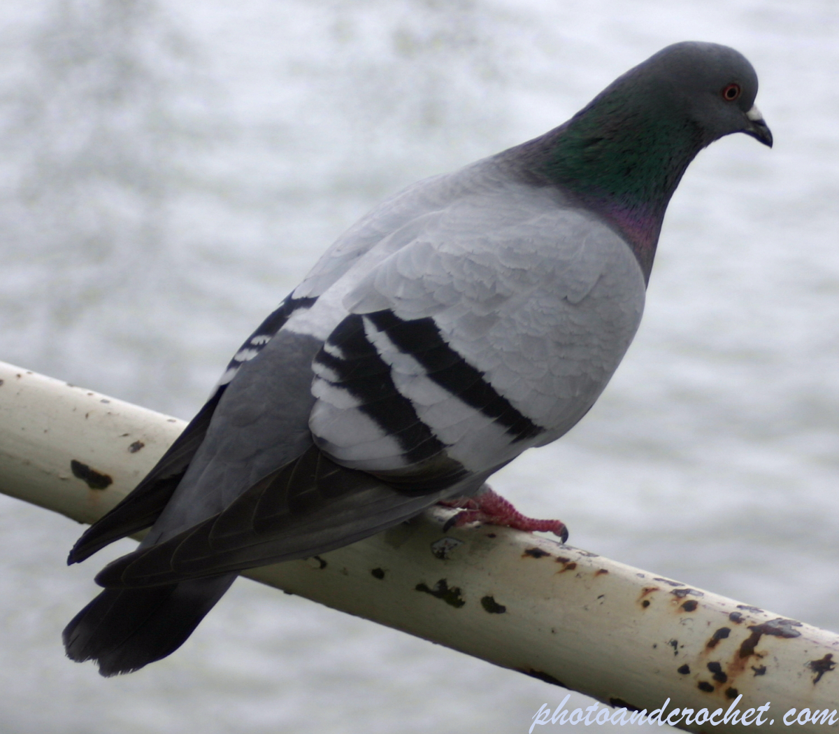 Pigeon - Image