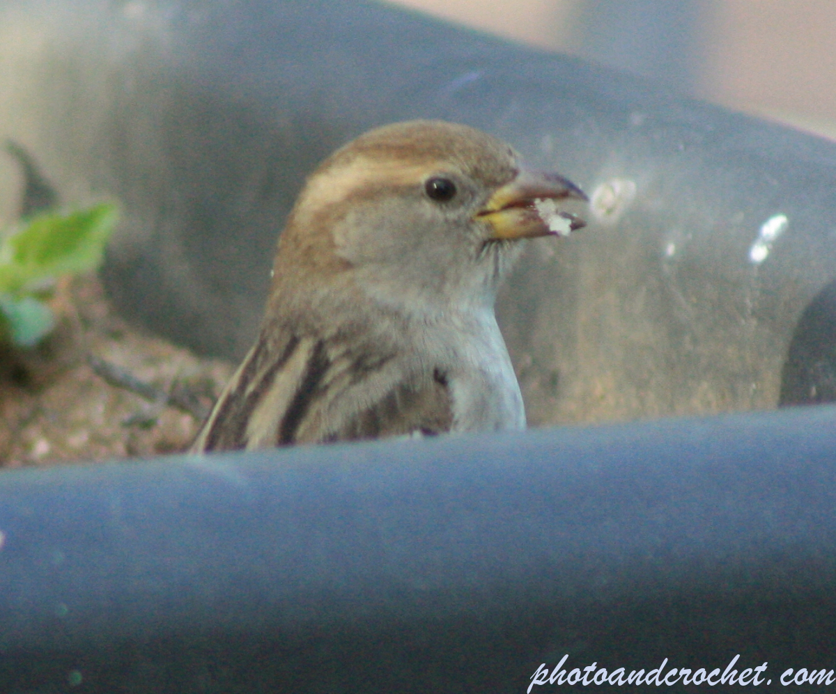 House sparrow - Image