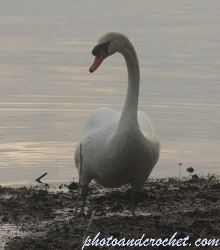 Swan - Image