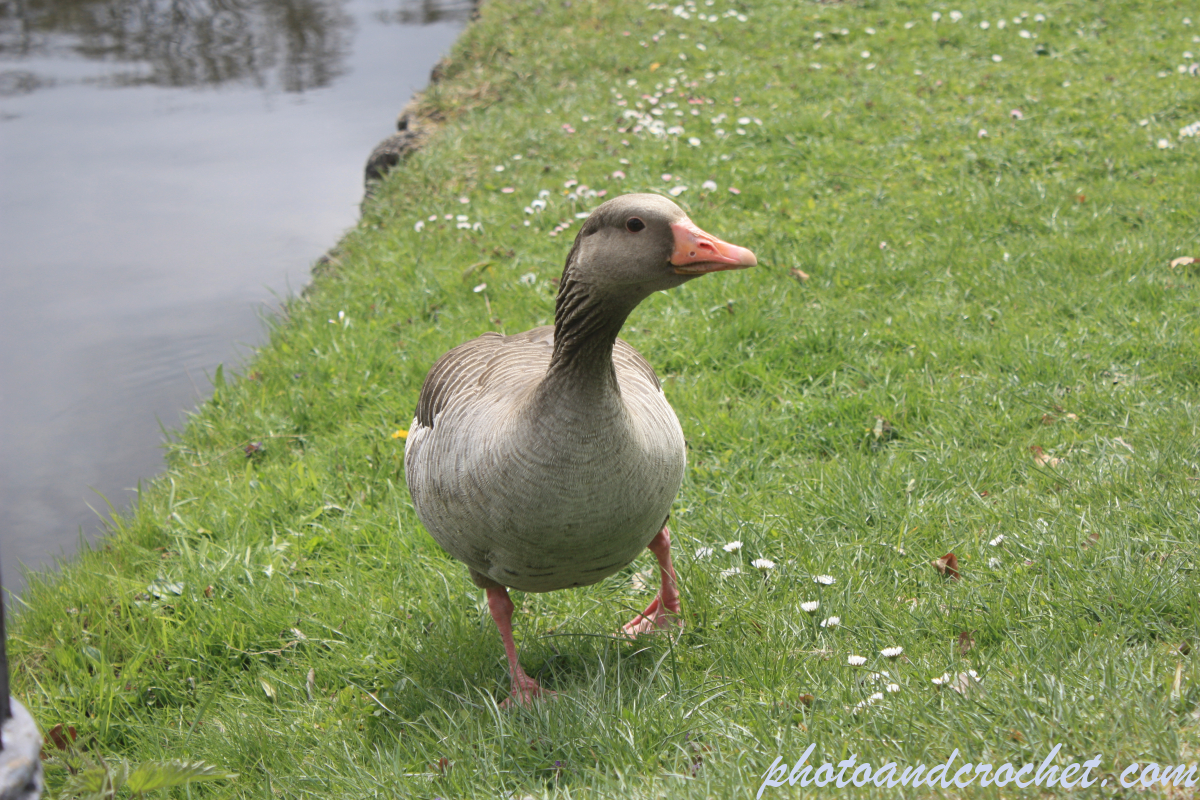 Duck - Image