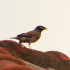 Common Myna - Image