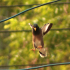 Common Myna - Landing