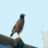 Common Myna - Image