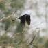 Great-tailed grackle - Image