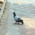 Pigeon - Image