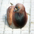 Pigeon - Image