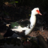 Duck - Image