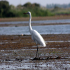 Great Egret - Ardea alba modesta - On the lookout