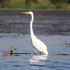 Great Egret - Image