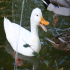 Duck - Image