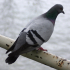 Pigeon - Image