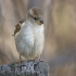 House sparrow - Image