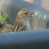 House sparrow - Image