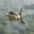 Duck - Image