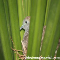 Friedliche Taube – Im Nest