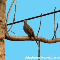 Peaceful Dove - Sitting on the branch