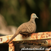 Peaceful Dove - Looking pretty
