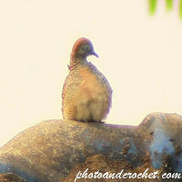 Peaceful Dove - In the morning sun