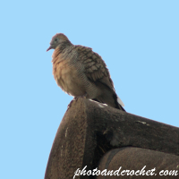 Peaceful Dove - Lookout
