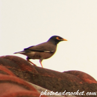 Common Myna