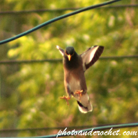 Common Myna