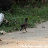 Common Myna
