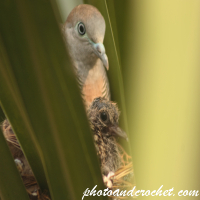 Peaceful Dove - Mother and Child