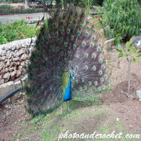 Phesant - Photo model